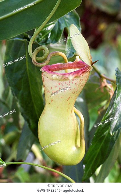 NEPENTHES VENTRICOSA PITCHER PLANT
