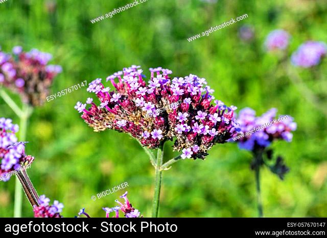 Verbena bonariensis a purple herbaceous perennial summer autumn flower plant commonly known as purple top or Argentinian vervain