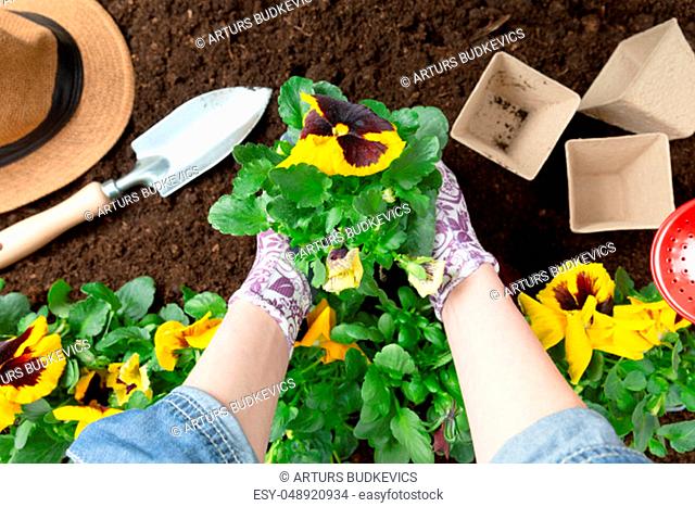 Gardener woman planting flower in the garden. Planting spring pansy flower in garden. Gardening concept