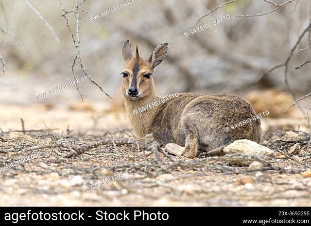 Common Duiker (Sylvicapra grimmia), adult female sitting on the ground, Mpumalanga, South Africa