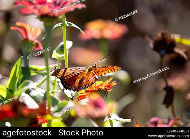 Gulf fritillary butterfly (Agraulis vanillae) on an orange flower, copy space at the top and on the right