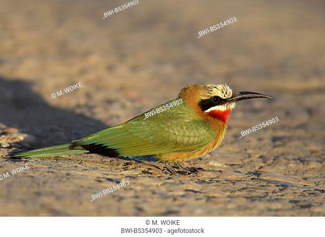 white-fronted bee eater (Merops bullockoides), sitting on the ground in the evening sun, South Africa, Umfolozi Game Reserve