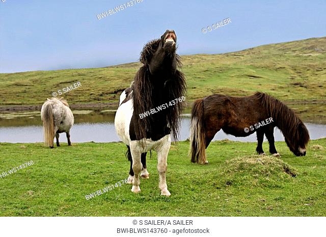 Shetland pony Equus przewalskii f. caballus, neighing stud with two mares grazing on pasture, United Kingdom, Scotland, Shetlands Islands