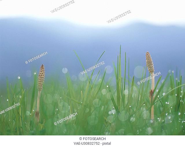 Two Field Horsetails