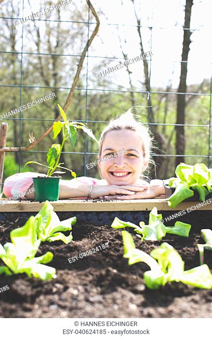Young, pretty blond woman is planting vegetables in the garden in the raised bed