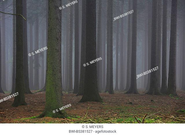 Norway spruce (Picea abies), spruce forest in fog, Germany, Saxony, Erz Mountains