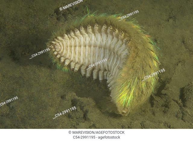 Annelida. Polychaeta. Bristle worms Sea Mouse (Aphrodita aculeata). Eastern Atlantic. Galicia. Spain. Europe
