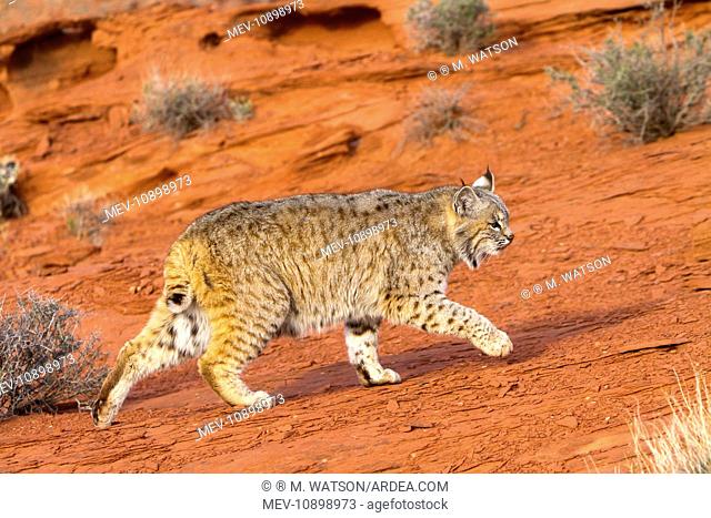 Bobcat (Lynx rufus). Game farm - Utah - United States - controlled conditions