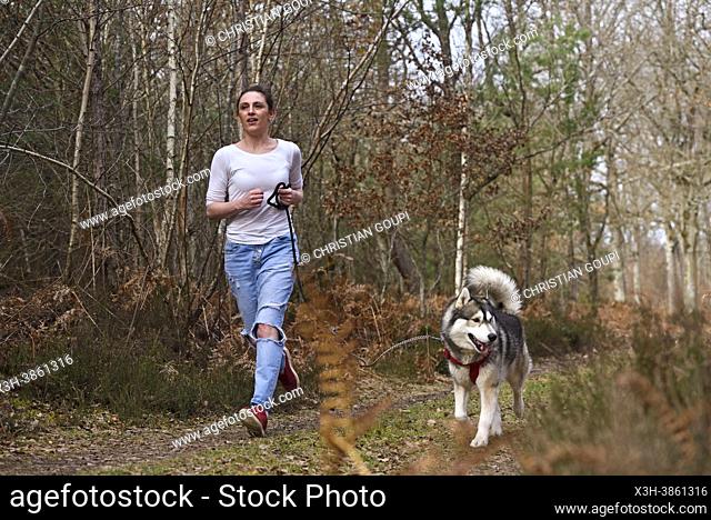 Young woman running with a Husky, Forest of Rambouillet, Haute Vallee de Chevreuse Regional Natural Park, Yvelines department, Ile de France region, France