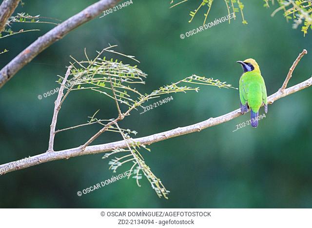 Orange-bellied Leafbird (Chloropsis hardwickii) male perched on branch. Doi Lang. Doi Pha Hom Pok National Park. Thailand