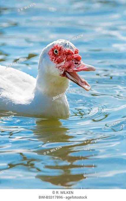 muscovy duck (Cairina moschata), swimming in water, Germany, North Rhine-Westphalia