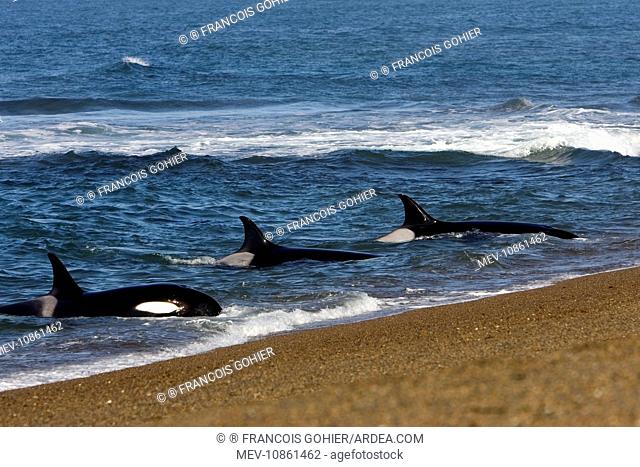 Killer whale / Orca - Orcas practicing intentional stranding (Orcinus orca). Patagonia. The small population of Orcas of northern Patagonia uses a unique...