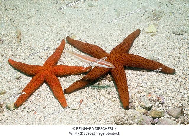Red Starfish, Echinaster sepositus, Istria, Adriatic Sea, Croatia