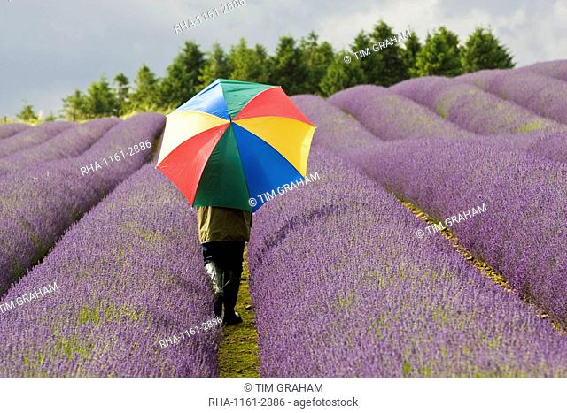 Woman walks through Snowshill lavender field, Worcestershire, United Kingdom The Cotswolds