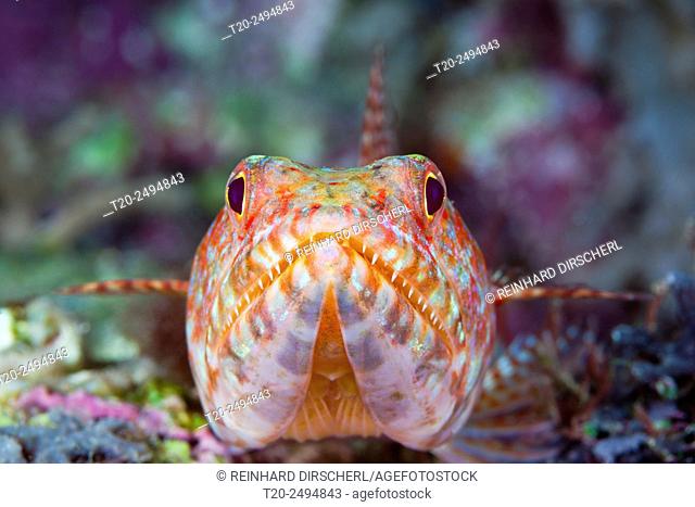 Reef Lizardfish, Synodus variegatus, Marovo Lagoon, Solomon Islands