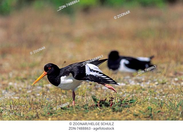 Oystercatcher is the national bird of the Faroe