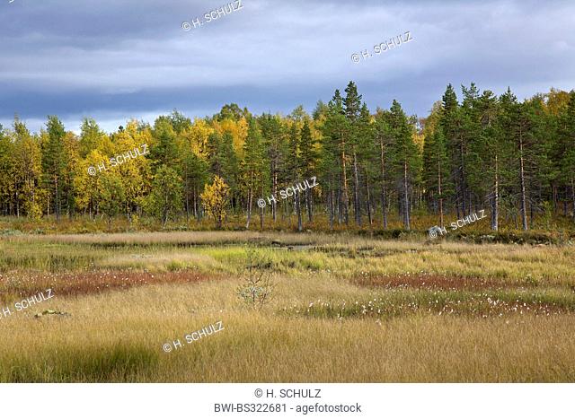 Scheuchzer's cotton-grass, white cotton-grass (Eriophorum scheuchzeri), fruiting in tundra, Sweden, Lapland, Norrbottens Laen, Tjeggelvas Naturreservat