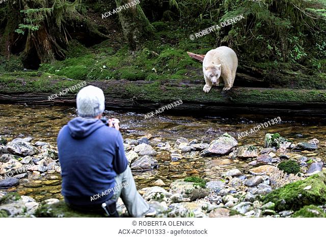 Spirit bear (Ursus americanus kermodei), female, and photographer, Great Bear Rainforest, British Columbia, Canada. Approximately 1 in 10 bears of this...