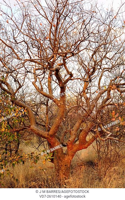 Namibian myrrh (Commiphora wildii) produces a resine (omumbiri) with medicinal, culinary and aromatic uses. Burseraceae. Etosha National Park, Namibia