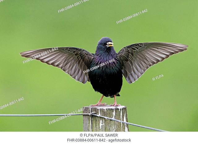 Common Starling (Sturnus vulgaris zetlandicus) Shetland race, adult male, breeding plumage, singing and displaying, standing on post, Shetland Islands, Scotland