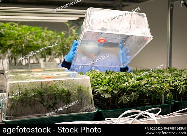PRODUCTION - 15 March 2022, Saxony, Ebersbach: Cannabis seedlings grow in a vegetation room at pharmaceutical company Demecan