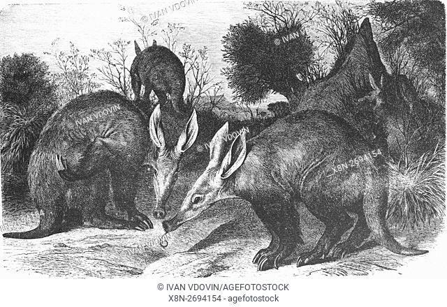 Aardvark, Orycteropus afer, Tubulidentata, illustration from book dated 1904
