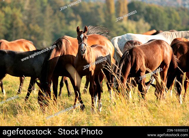 Foals and mares in the meadow at dawn, Poland