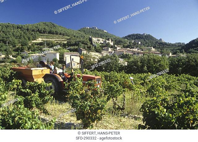 Grape-picking near Gigondas, southern Rhone valley, France