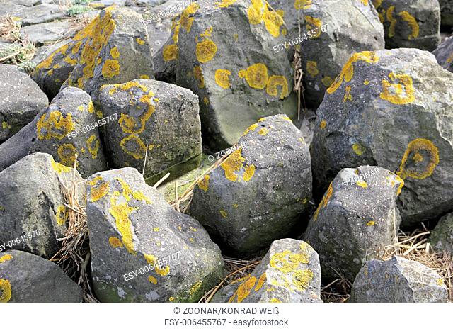 Lichen on stones in the Wadden Sea