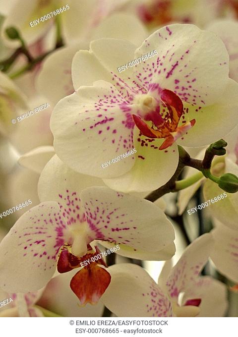 Orchid Phalaeonopsis hybr '999'