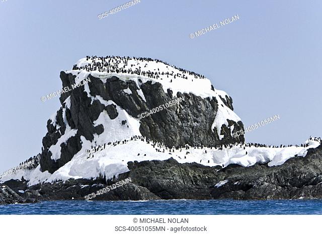 Chinstrap penguin Pygoscelis antarctica colony near Point Wild on Elephant Island in the South Shetland Islands This is where Sir Ernest Shackleton's men stayed...