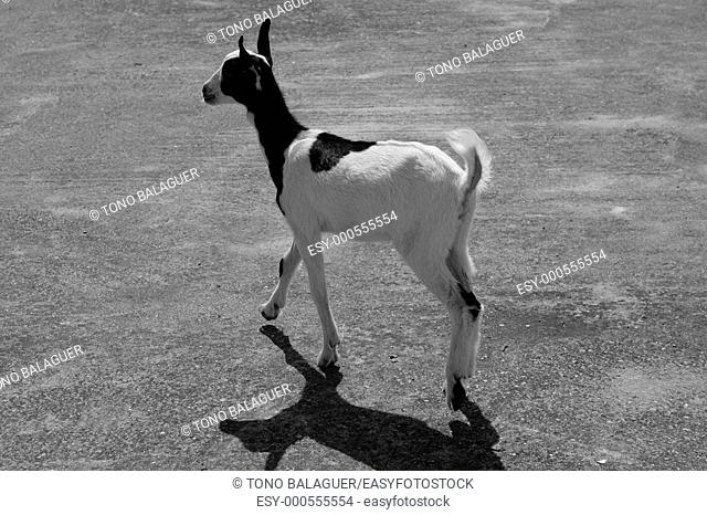 Black and white goat image
