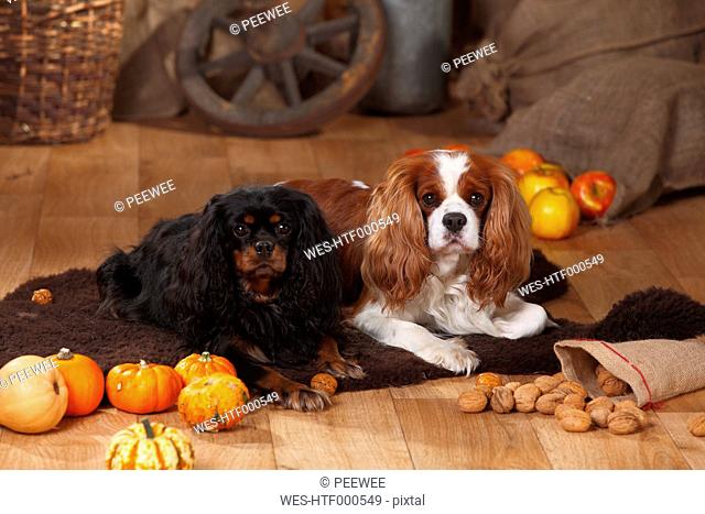 Two Cavalier King Charles Spaniels lying in an autumnal decorated barn