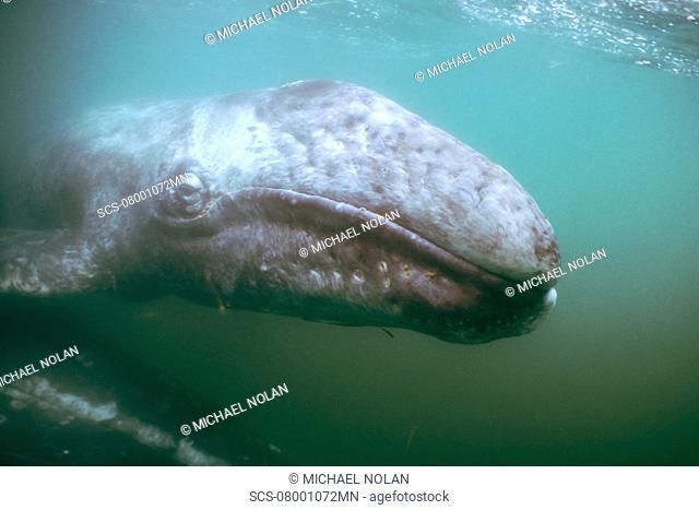 Curious California Gray Whale Eschrichtius robustus calf underwater in San Ignacio Lagoon, BCS, Mexico