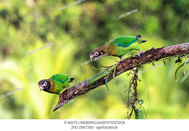 Two Brown-hooded parrot, Pyrilia haematotis, sitting in a tree, one is ""talking""to the other, at Laguna del Lagarto, Boca Tapada, San Carlos, Costa Rica