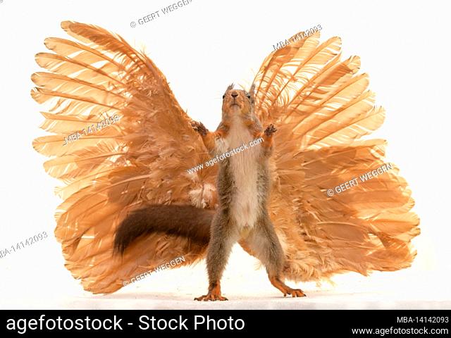 red squirrel is standing in front of wings reaching