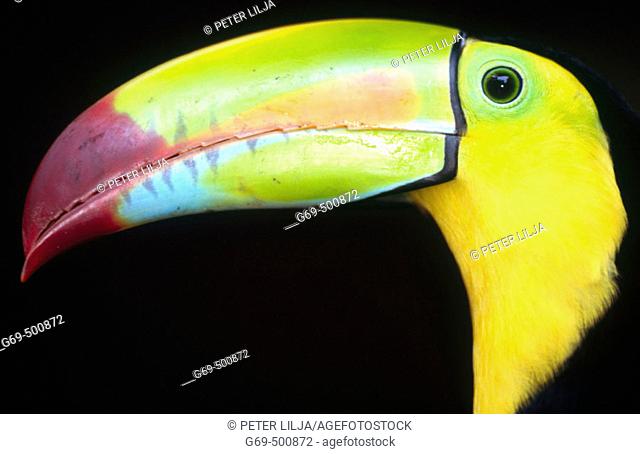 Keel-billed toucan (Ramphastos sulfuratus). Side view and close-up. Selva Verde, Costa Rica