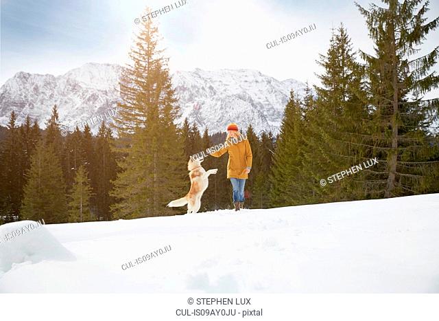 Woman playing with husky in snow covered landscape, Elmau, Bavaria, Germany
