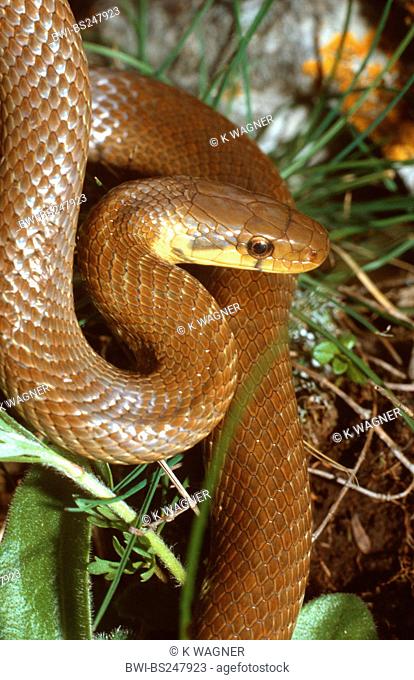 Aesculapian snake Elaphe longissima, portrait