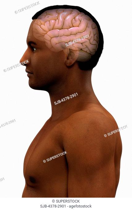 Side view of a male figure of African ethnicity with the brain visible