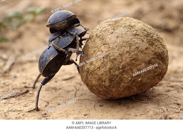 Dung Beetles, Addo Elephant NP, Eastern Cape, South Africa