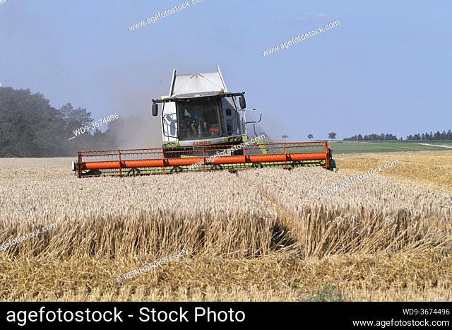 harvesting wheat, rye, combine harvester