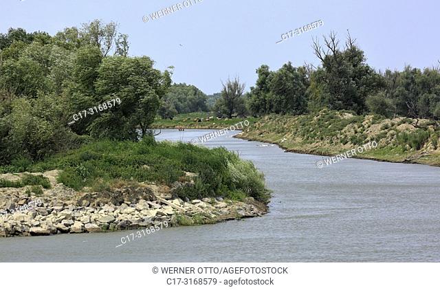 Crisan, Danube landscape near Crisan at the Sulina branch, Danube riverbank, tributary, woodland, Romania, Tulcea County, Dobrudja, Danube Delta