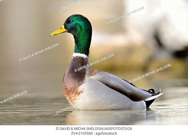 Mallard or Wild Duck (Anas platyrhynchos) male at a lake in winter, Austria