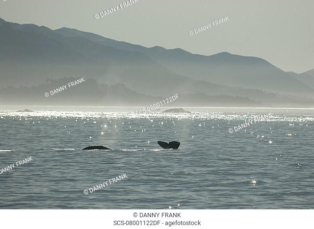 Gray whale Eschrichtius robustus fluke up Monterey bay, California Pacific ocean, USA