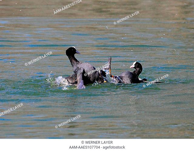 Two coots ( Fulica atra) fighting