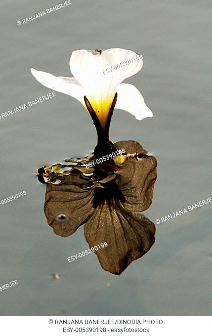 White flower ; Ottelia alismoides ; Santragachi ; Howrah ; West Bengal ; India
