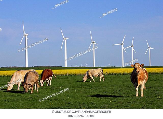 Windmills with a cattle herd in the foreground and a flowering rapefield - wind engines - wind generators - North Friesland Schleswig-Holstein Germany Europe