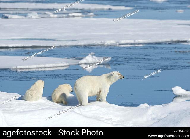 Polar bear (Ursus maritimus), Mother with Two Cubs, North East Greenland Coast, Greenland, Arctic, North America