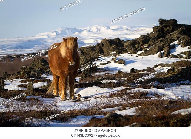 ICELANDIC HORSE, REGION OF LAKE MYVATN, NORTHERN ICELAND, EUROPE